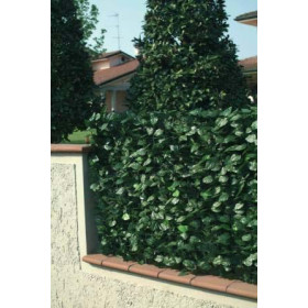 Recinzione pvc con foglie lauro  e rete ombreggiante      H. 100 L.300 cm